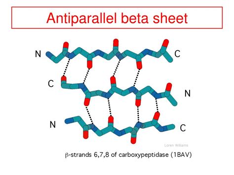 beta sheet antiparallel|Antiparallel Beta.